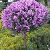 Standardna lila: fotografija, sorte, sadnja i njega, upotreba u pejzažnom dizajnu